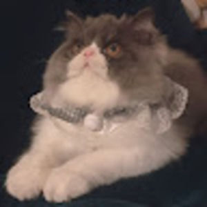 Meet your Posher, Chloe